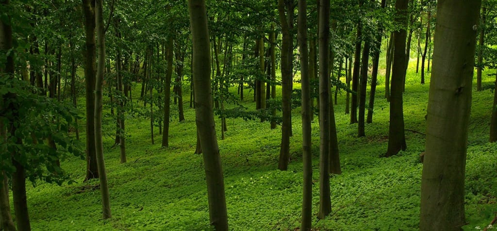 the sound forest